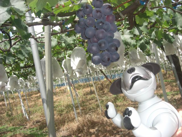 23年開催予定 有田巨峰村 寺垣ぶどう園 ぶどう狩り 入園プラン 巨峰 ピオーネの収穫 350gの巨峰 つき 小学生未満入園無料 おいしいぶどうを育てています みなさまご賞味あれ 有田巨峰村 寺垣ぶどう園 じゃらん遊び体験 23年開催予定 有田巨峰村 寺垣ぶどう園 ぶどう狩り 入園プラン 巨峰 ピオーネの収穫 350gの巨峰 つき 小学生未満入園無料 おいしいぶどうを育てています みなさまご賞味あれ 有田巨峰村 寺垣ぶどう園 じゃらん遊び体験