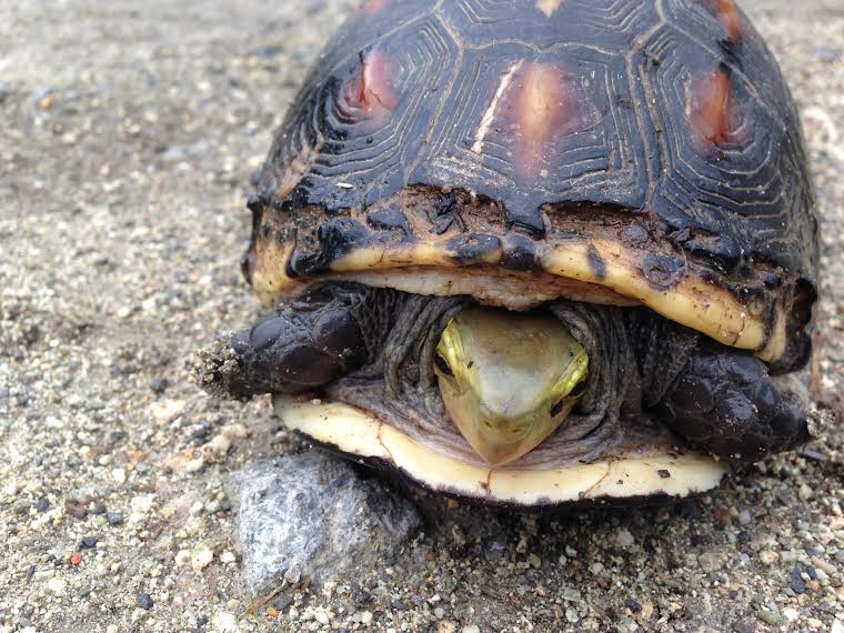 �Z�}���n�R�K���ɉ���烉�b�L�[�I