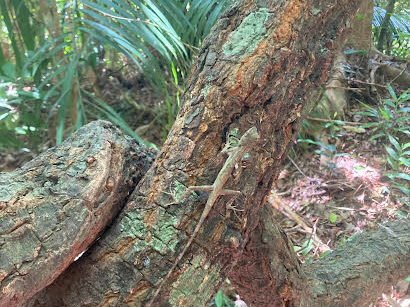 �W�����O���g���b�L���O�ł͐X�ɉB�ꂽ�������������悤�I