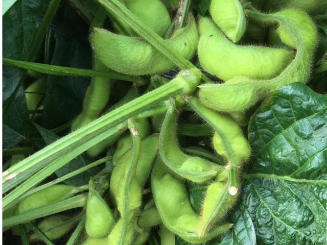 丹波の黒豆枝豆収穫体験10月22日限定 枝豆の収穫 おやつ付 3本お持ち帰り たーくさん枝豆がついております ダイマル農園 じゃらん遊び体験 丹波の黒豆枝豆収穫体験10月22日限定 枝豆の収穫 おやつ付 3本お持ち帰り たーくさん枝豆がついております ダイマル農園 じゃらん遊び体験