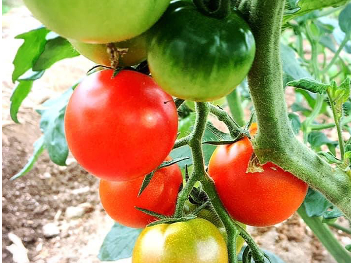 ���n�g�}�g