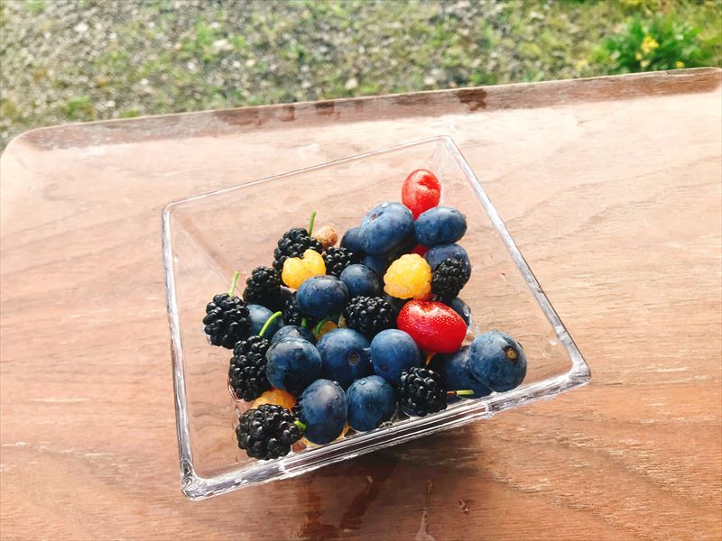 �^���悯��Α��̃t���[�c�⎩�R�_�@�̖�؂��H�ׂ��邩���E�E�E�H���A���ĊԂ��Ȃ����̂�A�G�߂ɂ��H�ׂ��Ȃ����̂�����܂�