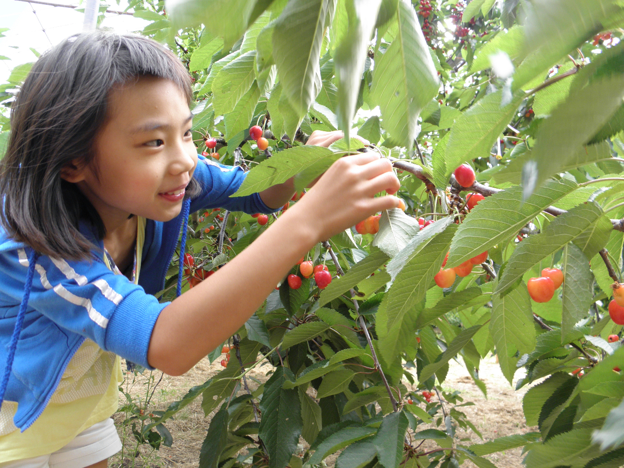 おいしいさくらんぼを選んでとって食べてください。