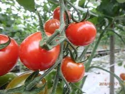 【木更津/トマト狩り】厳しい審査をクリアしたASIAGAP認証のトマト狩り!!じ...