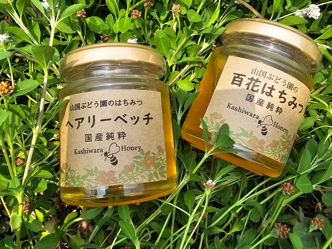 �R���Ԃǂ����͗{�I�����Ă��܂��̂Łu�͂��݂v���̔����Ă��܂��B�i����؂�̏ꍇ�͂��e�͉������j