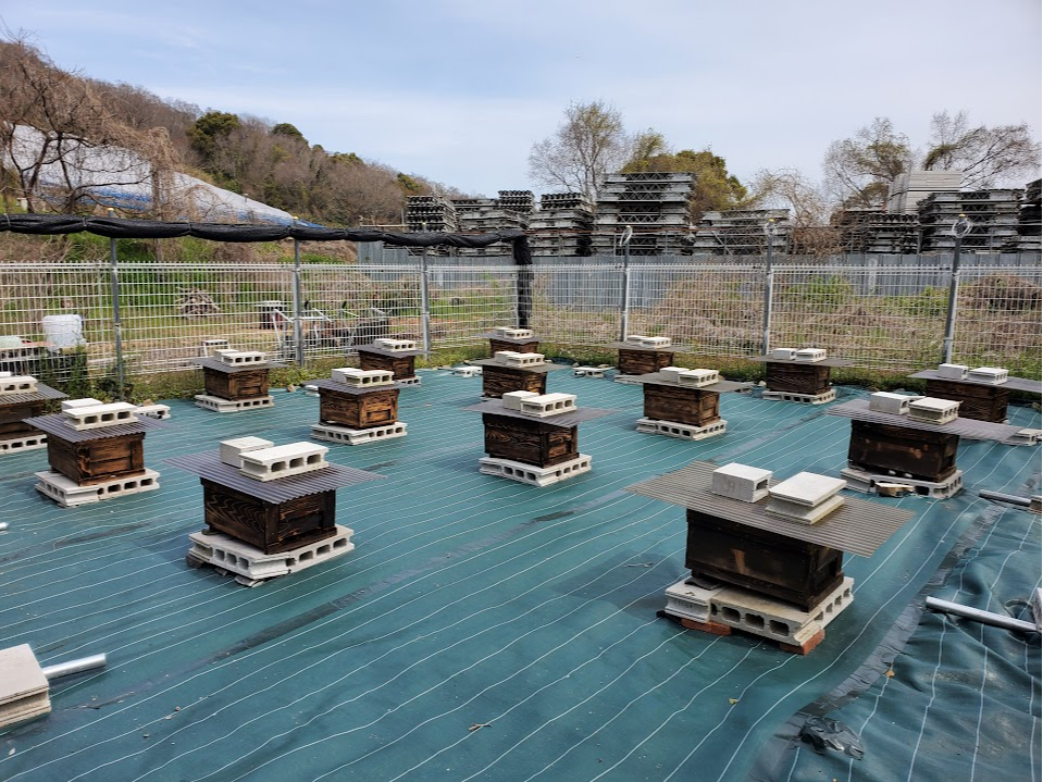 �{�I��̗l�q�I100���V�R�̃n�`�~�c�𐶎Y���Ă��܂��B�i���w�͏o���܂���j