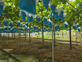 園内の様子です。平地で水はけも良いので車椅子や小さなお子様も安全に楽しんで頂けます。