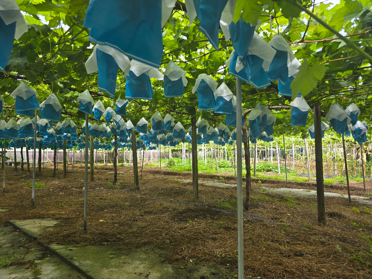 ̗lqłBnŐ͂ǂ̂ŎԈ֎q⏬ȂqlSɊyŒ܂B