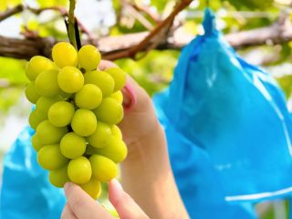 もぎたての甘くて美味しい「シャインマスカット」を堪能して下さい。