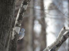 タイミングが合えばシマエナガに出会えます!