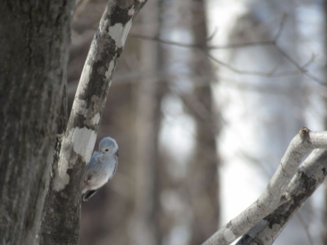 タイミングが合えばシマエナガに出会えます!