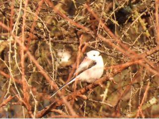 冬の森へシマエナガを見に行きましょう!