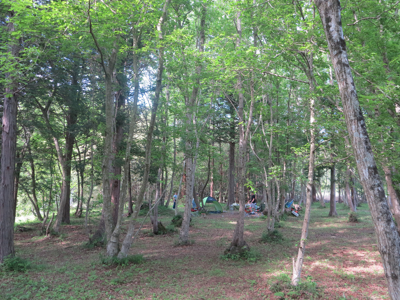 �u���ʂ��̌e���̐X�v�V�΂��N�₩�ɂȂ�܂����B