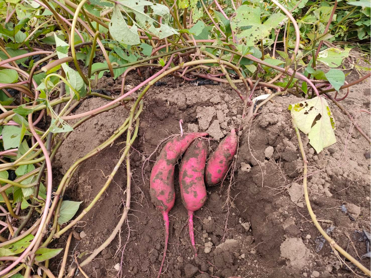 【市原・高滝湖】秋のさつまいも掘り体験♪1組6kgお持ち帰り