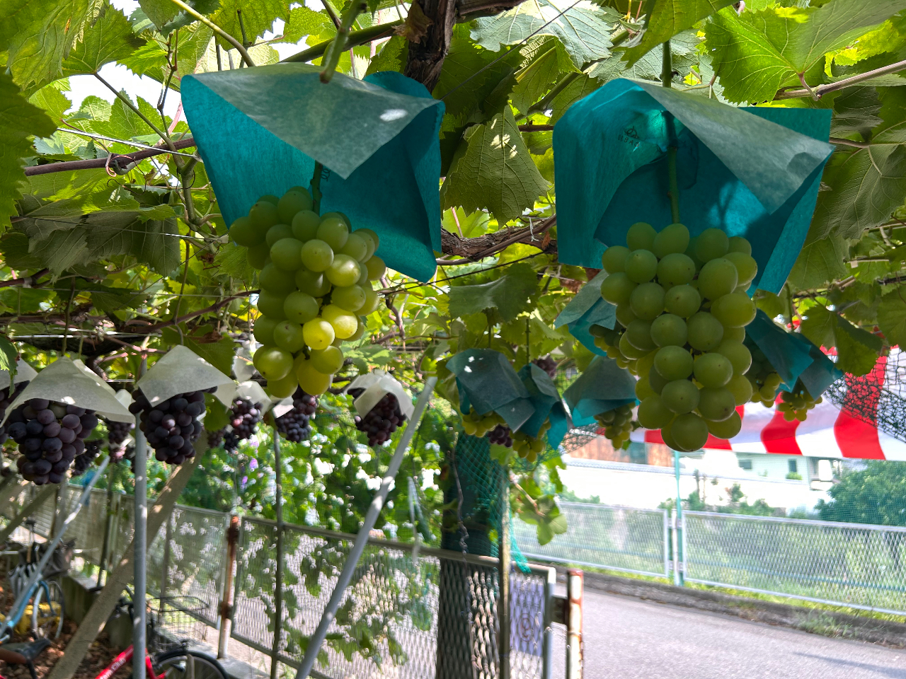 多品種コース（ピオーネ等）＊ぶどう狩り】【大阪・柏原】＼時間内食べ