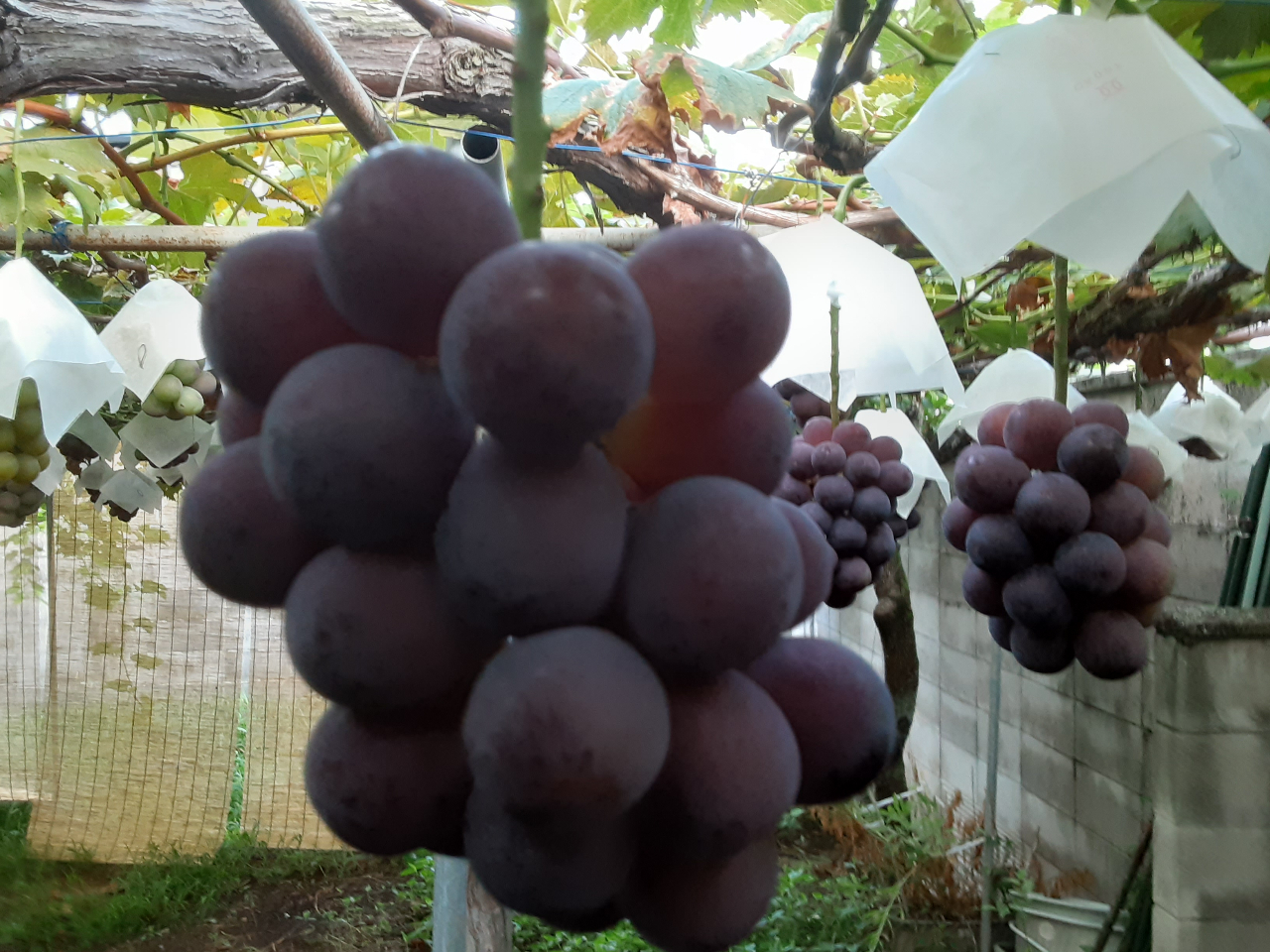 多品種コース（ピオーネ等）＊ぶどう狩り】【大阪・柏原】＼時間内食べ