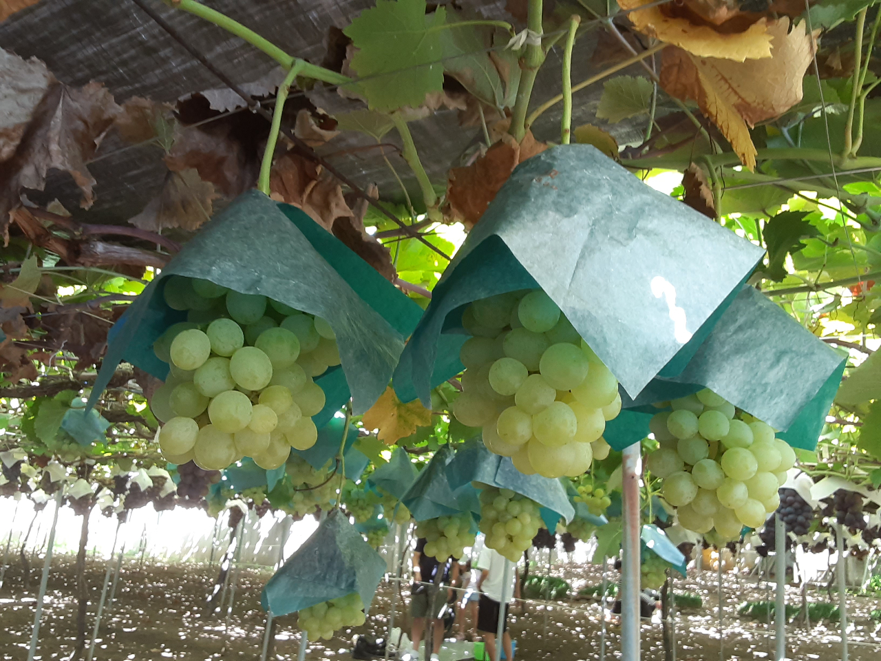 多品種コース（ピオーネ等）＊ぶどう狩り】【大阪・柏原】＼時間内食べ