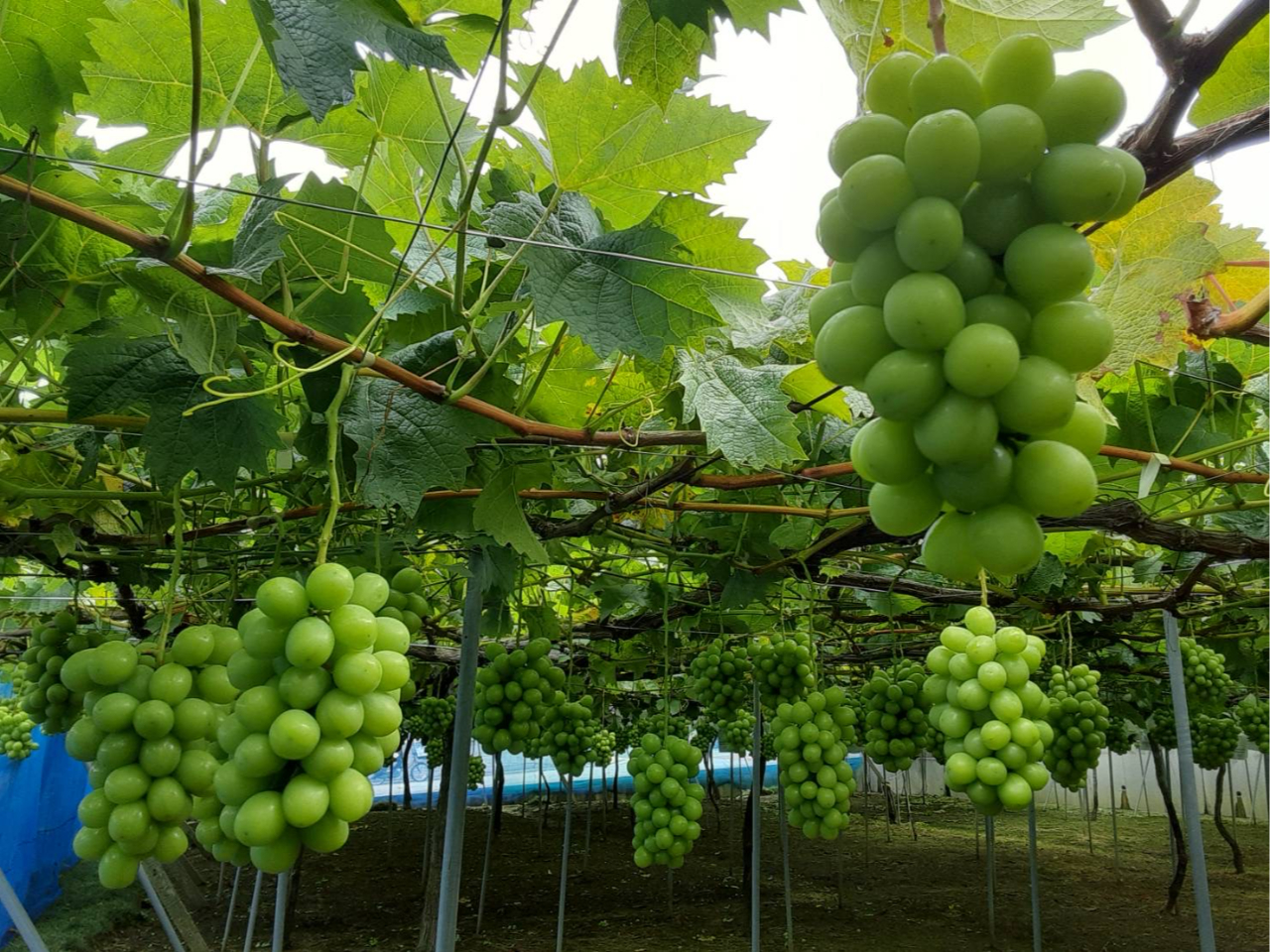 �V���C���}�X�J�b�g�ł�