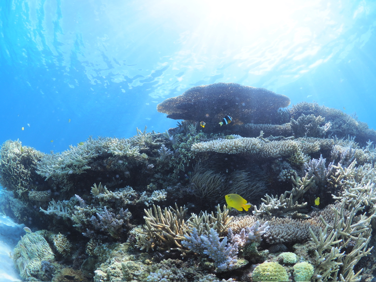 ★カラフルな熱帯魚、群生するサンゴ礁を見ることができます。
★泳ぎ方など基礎からレクチャーするので初心者も参加できます。
★ウミガメの確率高いエリアにも天候次第で行きます。