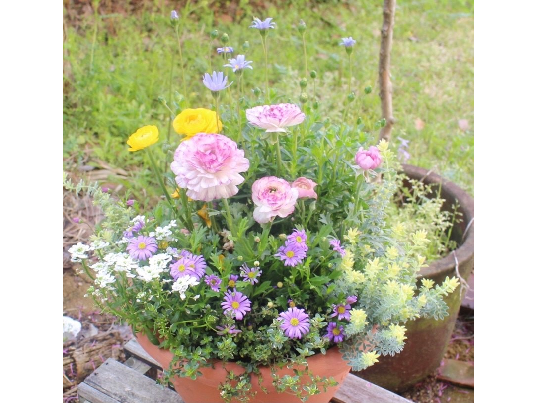 熊本 光の森 三里木駅そば 季節の花の寄せ植え体験 女性 ファミリーにおすすめ Greenlife Yoshimura じゃらん遊び体験