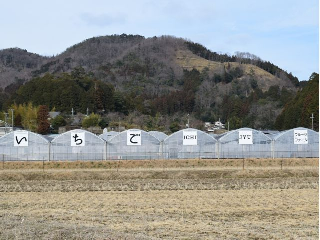 いちご狩り45分食べ放題♪【最新の空中栽培】【こだわりが詰まった