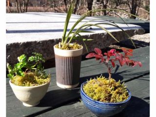 冬に生える山野草のサンプルです。