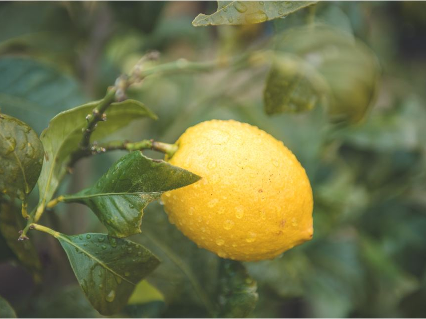 ɂĂ͂܂Ȃ݂ŗLȃɂo邩I