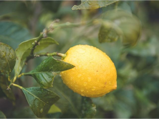 時期によってはしまなみで有名なレモンにも出会えるかも!