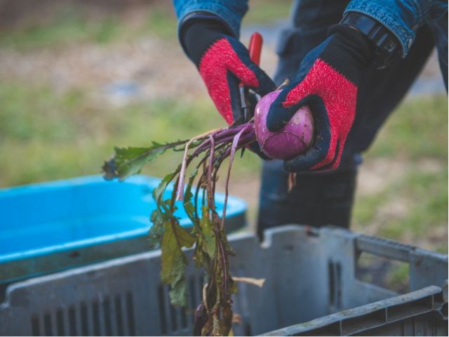 気になった野菜を3品目ほどお土産として収穫&お持ち帰り!