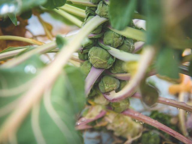 なかなか見られない珍しい野菜も…