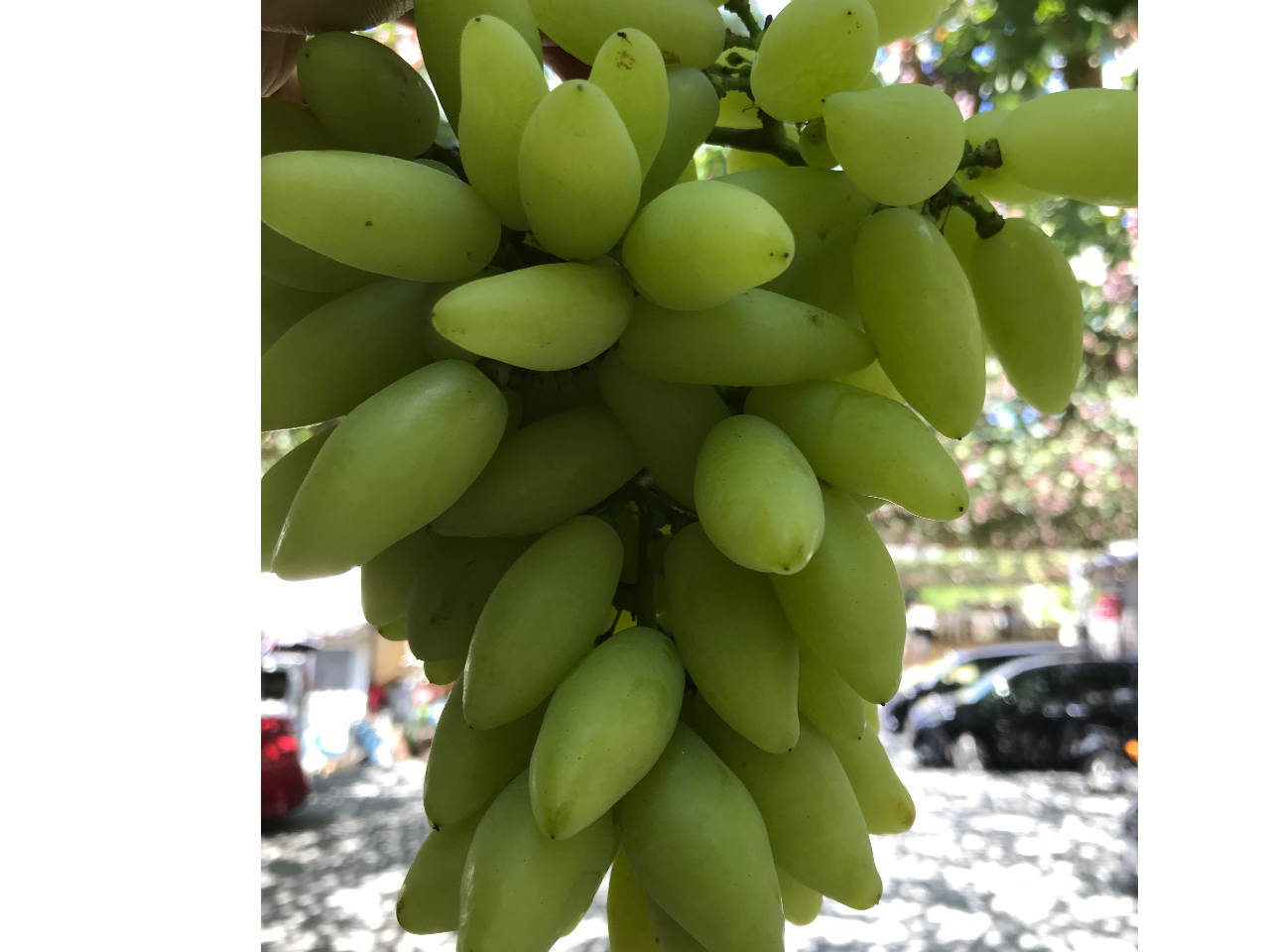 �l�C�̃s�b�e���r�A���R�B�͔|�Ɏ肪�|���邱�Ƃ���ߔN���Y�ʂ����Ȃ��Ȃ�󏭎�ƂȂ��Ă��Ă��܂��B�Â��ĂƂĂ����������ł���