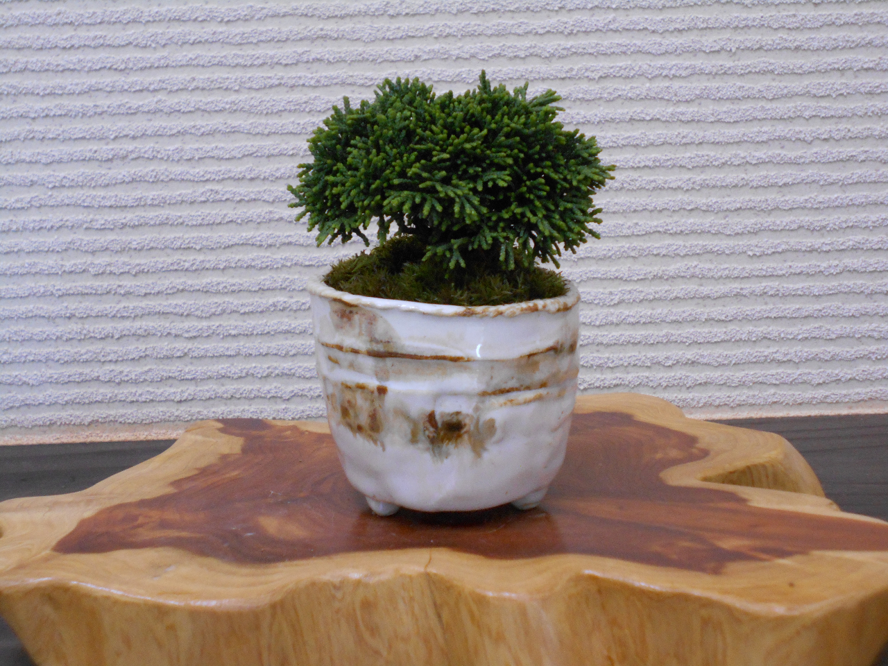 埼玉 盆栽づくり かじゅある盆栽 づくりワークショップ 初めてでも簡単 ファミリー お友達同士オススメ かじゅある盆栽 づくりワークショップ じゃらん遊び体験 埼玉 盆栽づくり かじゅある盆栽 づくりワークショップ 初めてでも簡単 ファミリー お友達同士オススメ かじゅある盆栽 づくりワークショップ じゃらん遊び体験