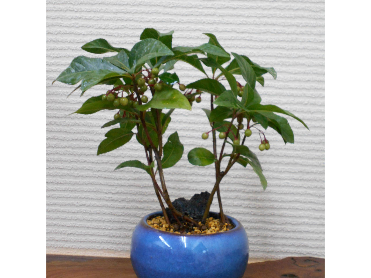 埼玉 盆栽づくり かじゅある盆栽 づくりワークショップ 初めてでも簡単 ファミリー お友達同士オススメ かじゅある盆栽 づくりワークショップ じゃらん遊び体験 埼玉 盆栽づくり かじゅある盆栽 づくりワークショップ 初めてでも簡単 ファミリー お友達同士オススメ かじゅある盆栽 づくりワークショップ じゃらん遊び体験