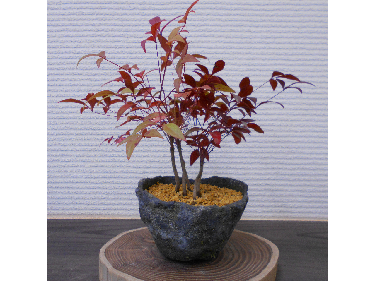 埼玉 盆栽づくり かじゅある盆栽 づくりワークショップ 初めてでも簡単 ファミリー お友達同士オススメ かじゅある盆栽 づくりワークショップ じゃらん遊び体験 埼玉 盆栽づくり かじゅある盆栽 づくりワークショップ 初めてでも簡単 ファミリー お友達同士オススメ かじゅある盆栽 づくりワークショップ じゃらん遊び体験