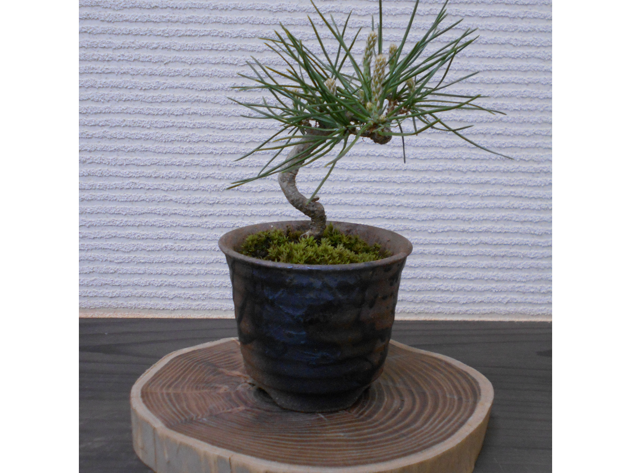 埼玉 盆栽づくり かじゅある盆栽 づくりワークショップ 初めてでも簡単 ファミリー お友達同士オススメ かじゅある盆栽 づくりワークショップ じゃらん遊び体験 埼玉 盆栽づくり かじゅある盆栽 づくりワークショップ 初めてでも簡単 ファミリー お友達同士オススメ かじゅある盆栽 づくりワークショップ じゃらん遊び体験