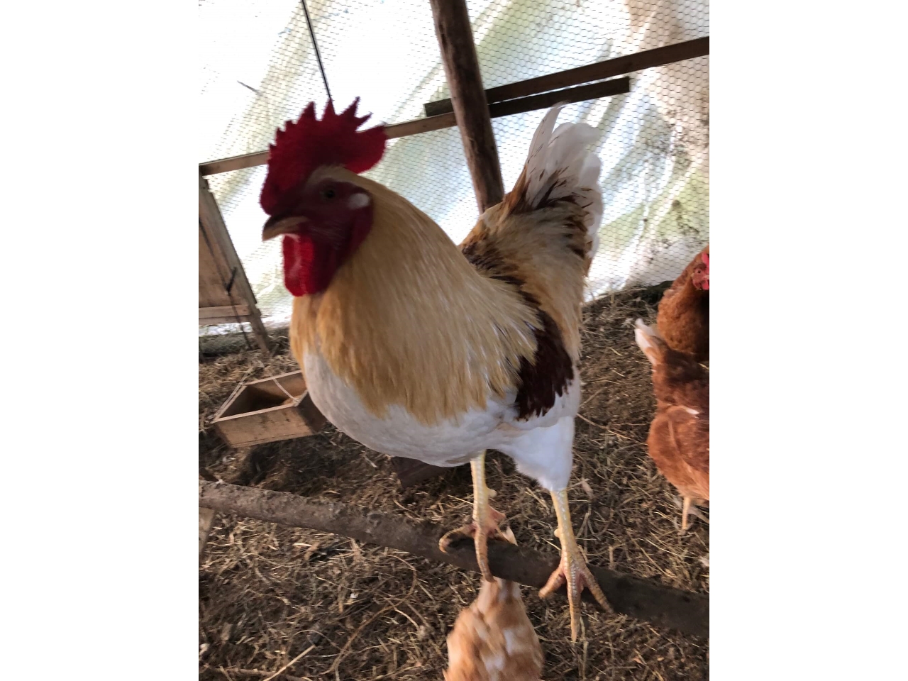 にわとりふれあい体験プラン ファミリーおすすめ 自然養鶏学習農園の平飼い鶏ほぼ100羽とふれあえて鶏との暮らしも学べます 亀成園 じゃらん遊び体験