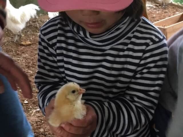 にわとりふれあい体験プラン ファミリーおすすめ 自然養鶏学習農園の平飼い鶏ほぼ100羽とふれあえて鶏との暮らしも学べます 亀成園 じゃらん遊び体験 にわとりふれあい体験プラン ファミリーおすすめ 自然養鶏学習農園の平飼い鶏ほぼ100羽とふれあえて鶏との暮らしも学べます 亀成園 じゃらん遊び体験
