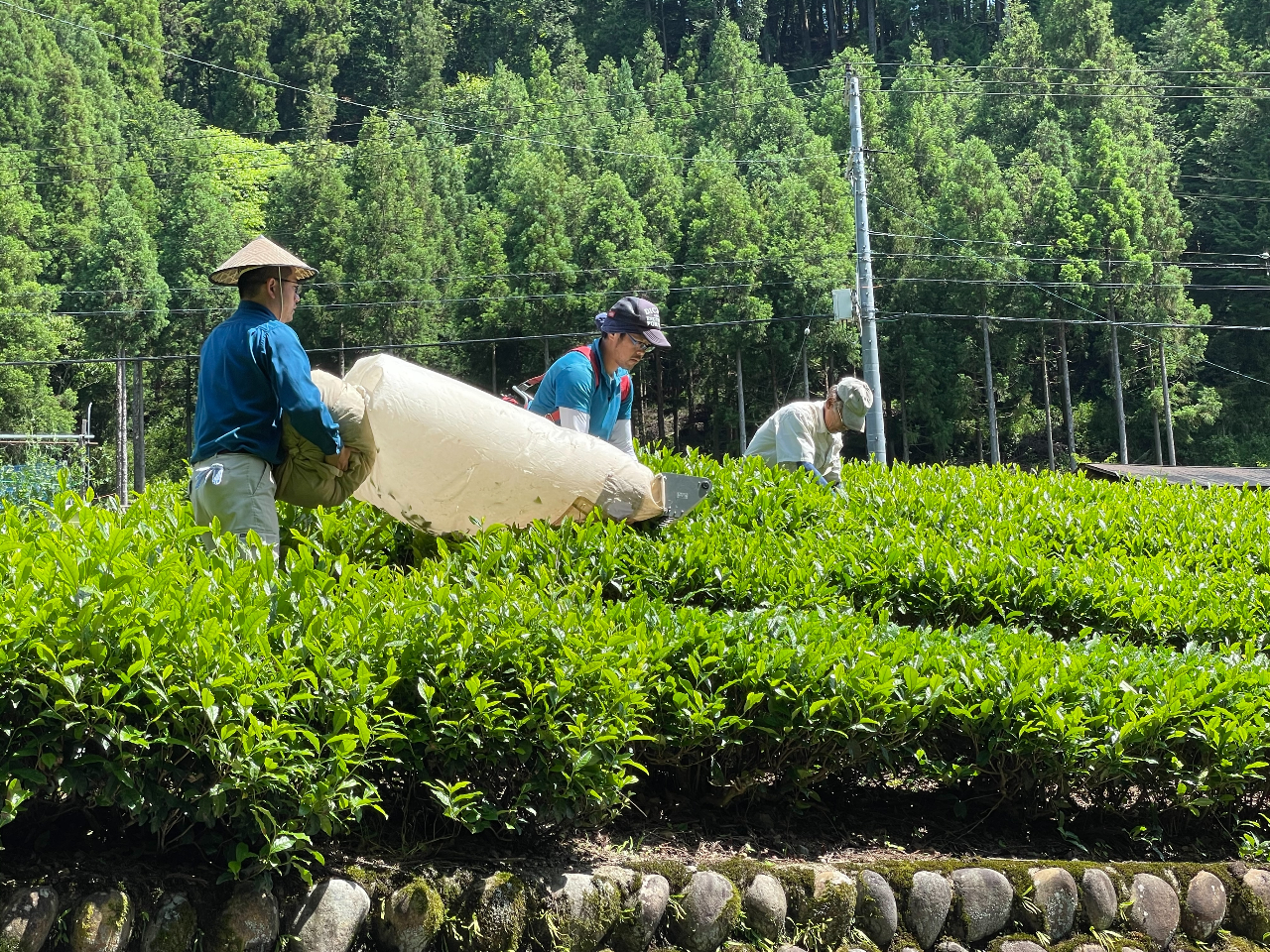 Ƃł͖SONOыƂ̕ƂƂĎn܂łAH̔pƂAAlsȂǂɂw@~IIx