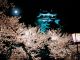 岡崎城と夜桜