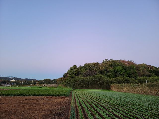 隣接するサツマイモ畑とダイコン畑