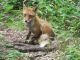キツネに会ったり
