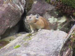 北海道の希少種エゾナキウサギ。正直なかなか出会えません。。だからこそ、見つけられたら感動も大きい。