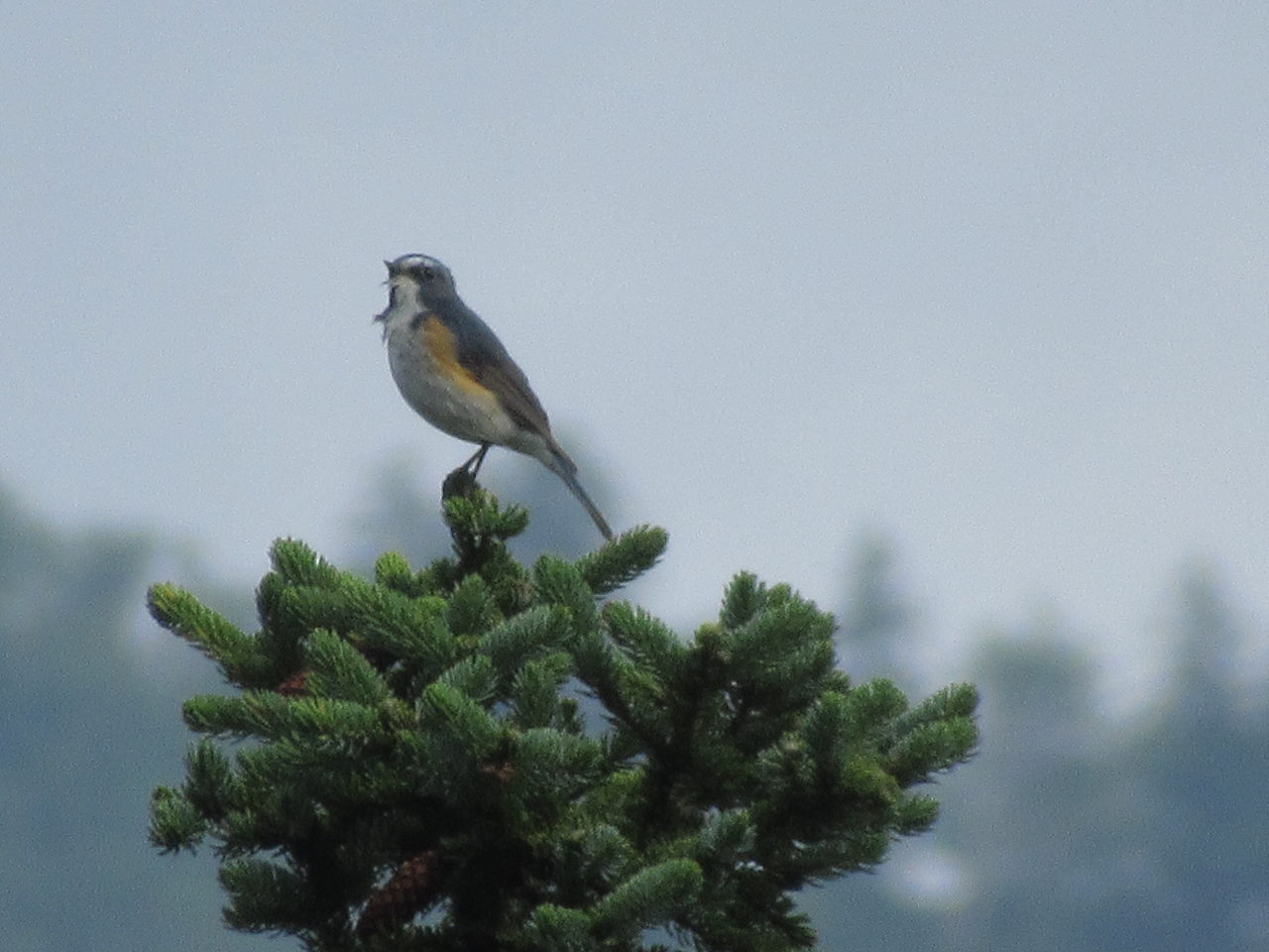 �쒹����������̎�ނ����܂��B