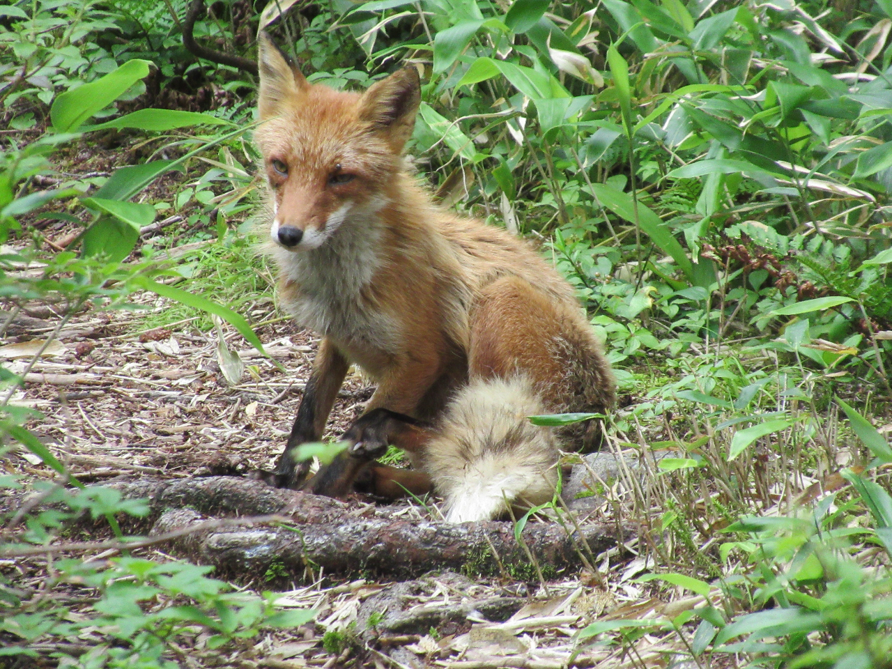 �L�c�l�ɉ������