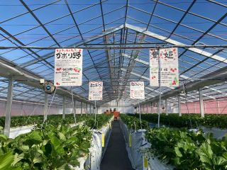 かおり野、章姫、紅ほっぺ、恋みのり、ほしうららの種類を取り扱っています。※イチゴの生育により、提供できる品種に限りがありますことをご了承ください