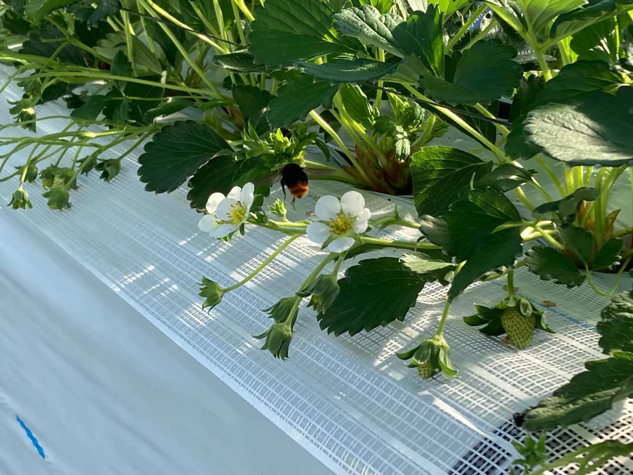 �d�����̃}���n�i�o�`