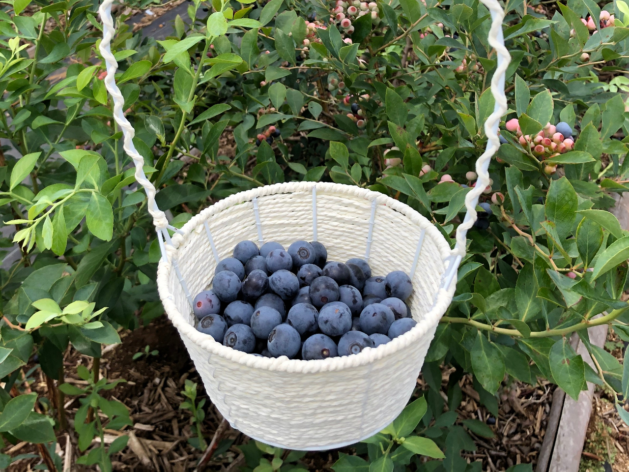 □2025年7月6日(日)より開催□15品種のブルーベリー狩り♪/藤崎