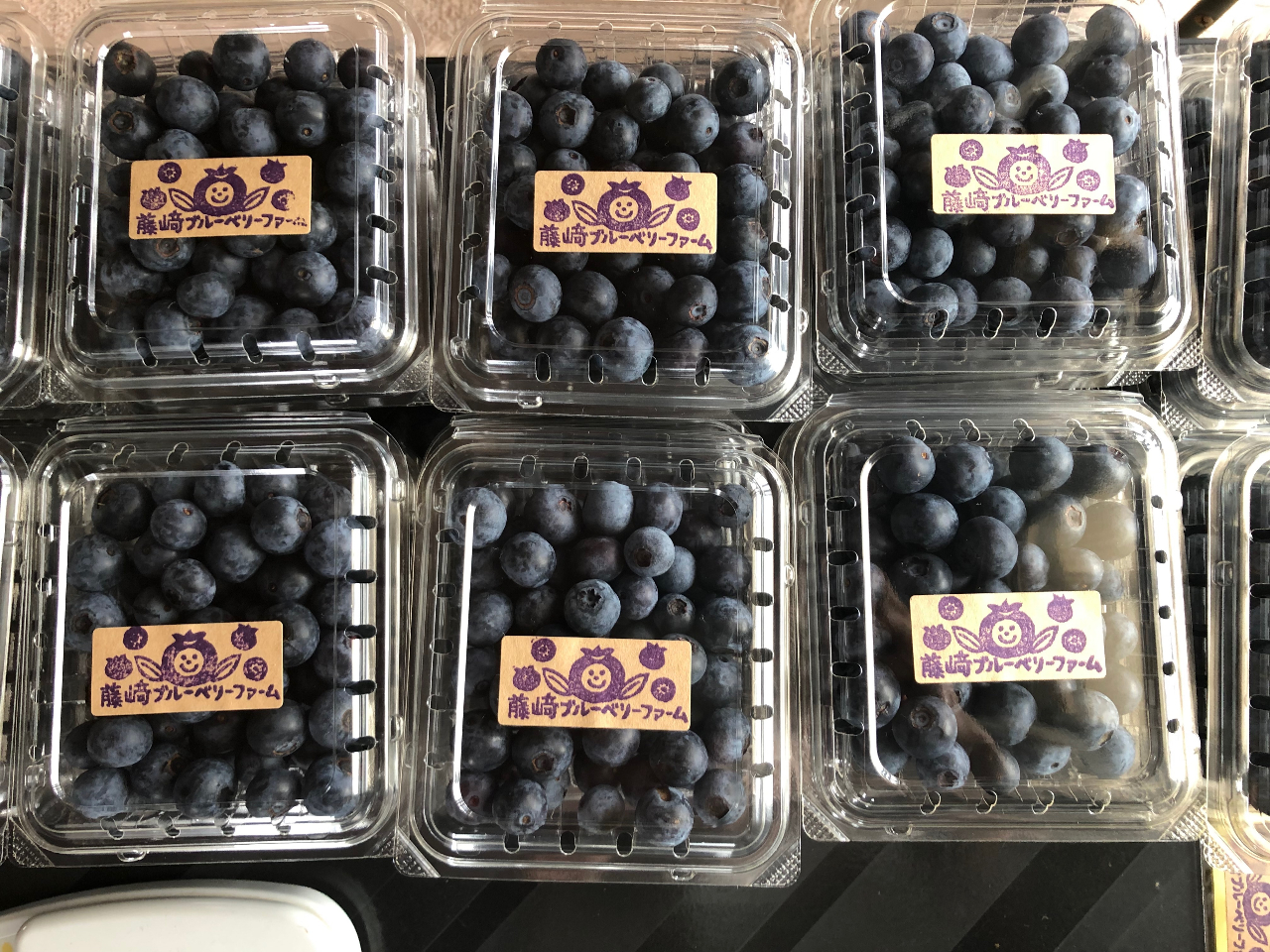 □2025年7月6日(日)より開催□15品種のブルーベリー狩り♪/藤崎