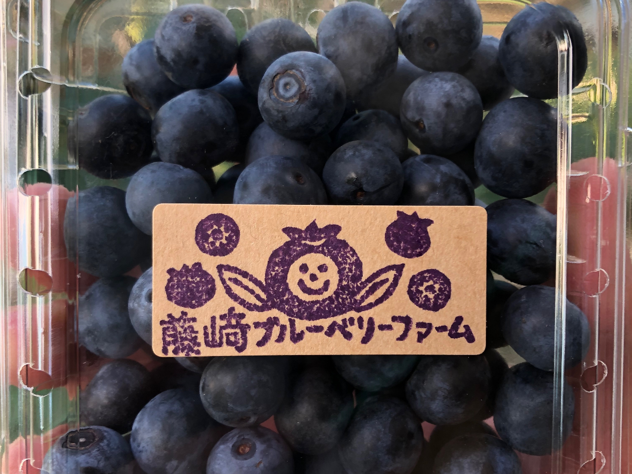 □2025年7月6日(日)より開催□15品種のブルーベリー狩り♪/藤崎