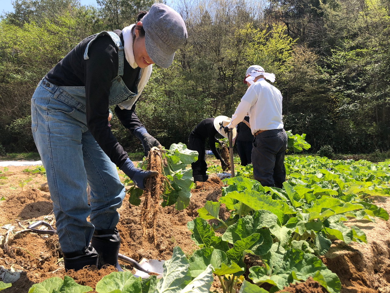 ���ŏ{�̖�؂����n���悤�I�i�ʐ^�̓S�{�E���n�j